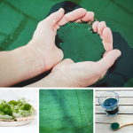 Les Supers Aliments La Spiruline