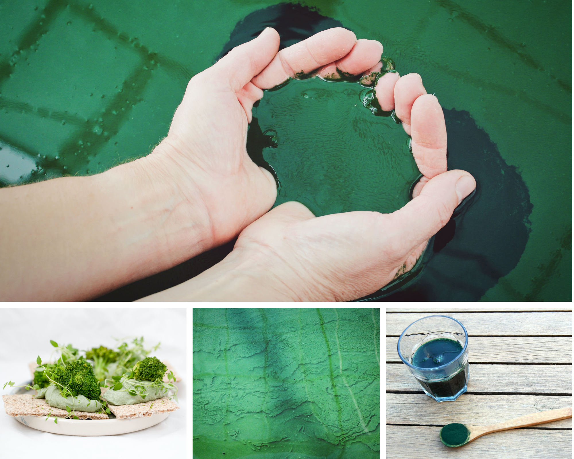 Les Supers Aliments La Spiruline